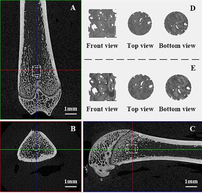 Studying trabecular bone samples demonstrates a power law relation between deteriorated structure and mechanical properties - a study combining 3D printing with the finite element method